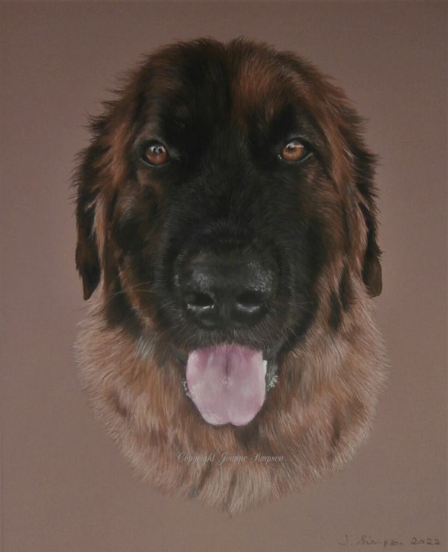 Leonberger portrait